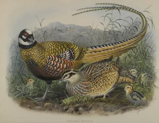 Phasianus Reevesii: Reeves Fasan